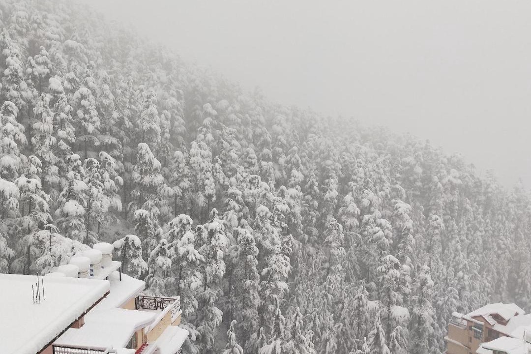 Photo of Others in Shimla