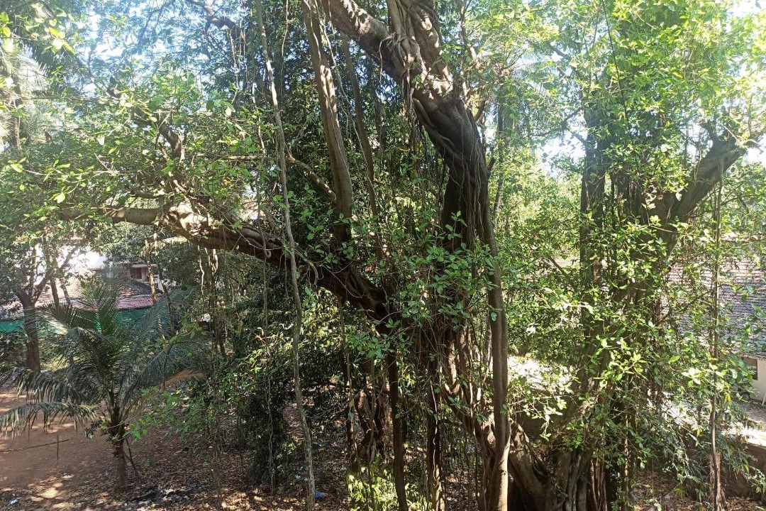 Photo of Outdoor in Benaulim