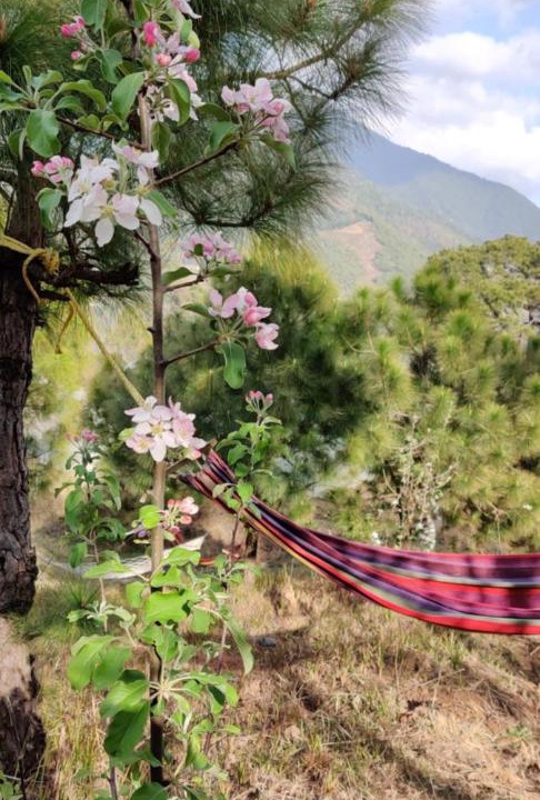 Photo of Others in Palampur