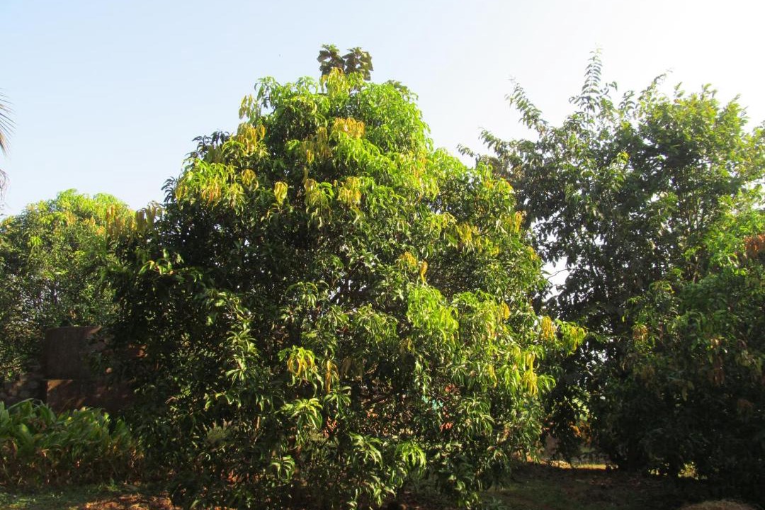 Photo of Outdoor in Chiplun