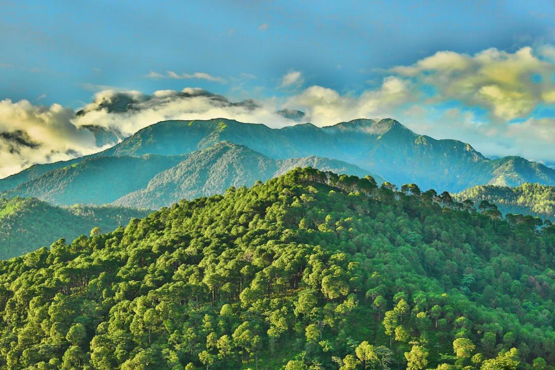 Photo of Others in Palampur