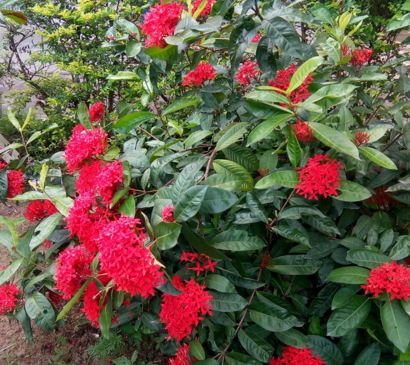 Photo of Outdoor in Konark