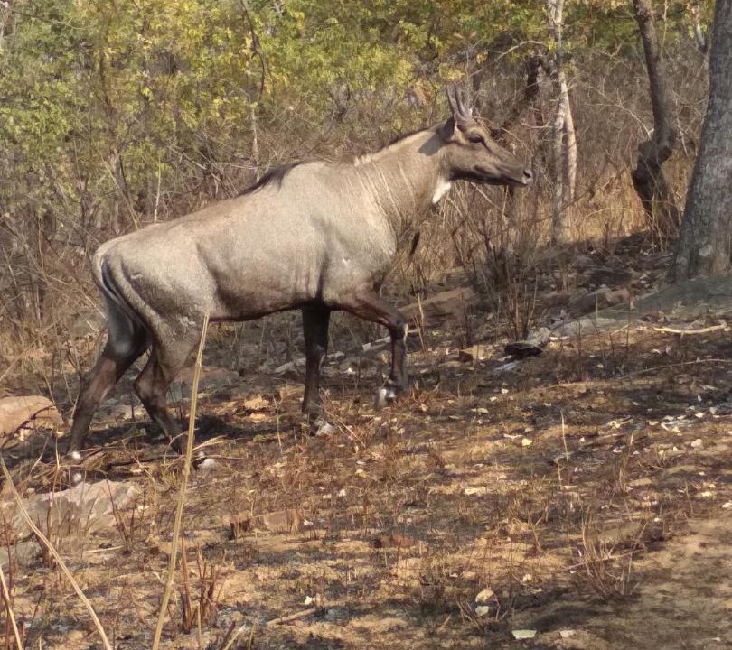 Photo of Others in Khajuraho