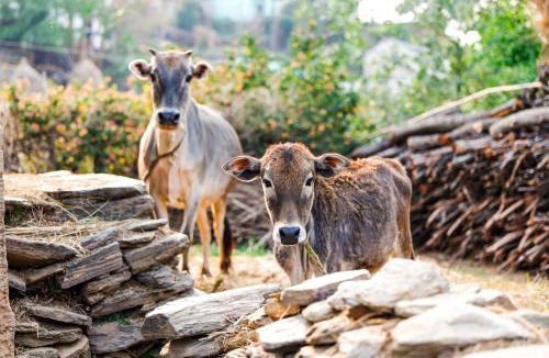 Majkhali House | Dwarahat Village Farmstay- Babaji's Cave