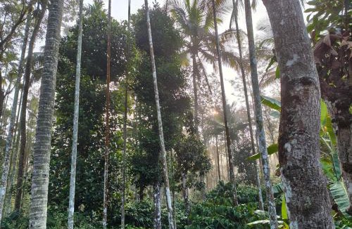 Sulthan Bathery House | Resonanace Homestay Nature Stay in Wayanad