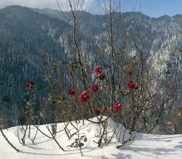 Shoja House | Sojhaholidayinn