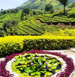 Pallivasal Bed & Breakfast | Blackcherry Munnar