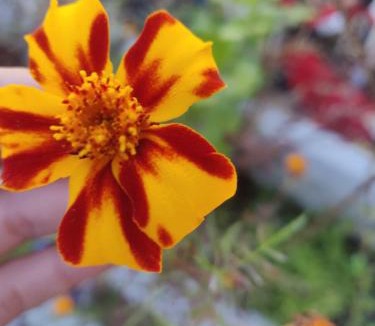 Kasol House | Dhi Ananta Homestay - Pure Veg