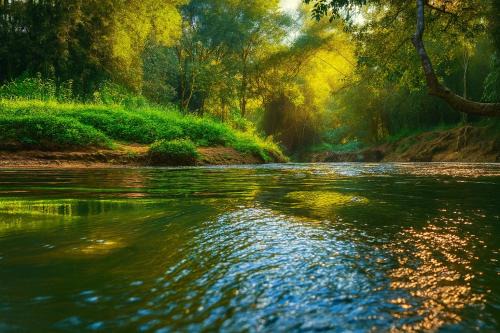Greens Vista Homestay Wayanad Near Natural Stream and Pool